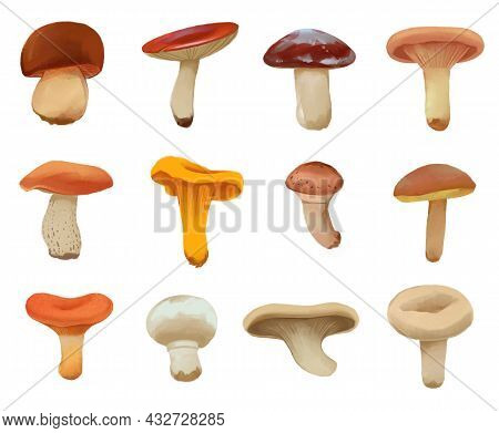 Edible Mushrooms. Boletus, Russula, Suillus, Woolly Mikcap, Birch Bolete, Chanterelle, Armillaria Ga