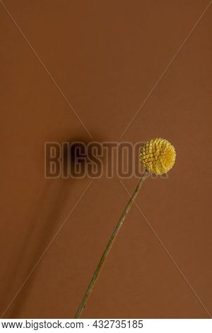 A Single Yellow Craspedia Flower With Shadow On Brown Background. The Craspedia Is In The Daisy Fami