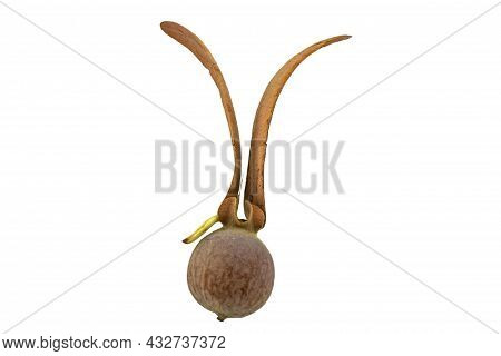 Seeds Tree (dipterocarpus Intricatus , Dipterocarpus Obtusifolius Teijsm ) Isolated On White Backgro