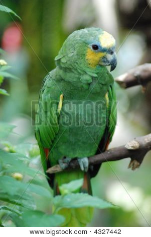 Perroquet vert assis sur une branche