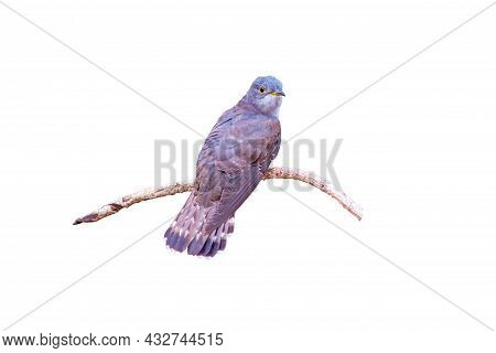 Beautiful Of Smallest Cuckoo Bird And Very Rare , Indian Cuckoo (cuculus Micropterus) Isolated On Wh