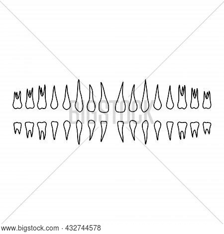 Human Lower And Upper Jaw Teeth. Outline, Anatomical, Hand Drawn Illustration On White Background. V