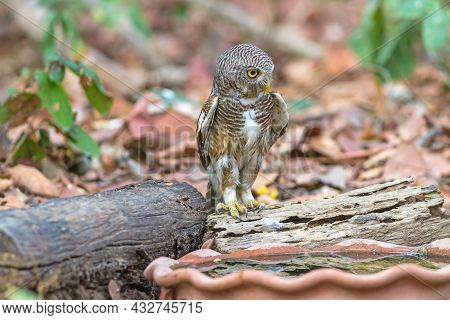 Close Up Beautiful Bird  Asian Barred Owlet (glaucidium Cuculoides) Is A Species Of True Owl Drinkin