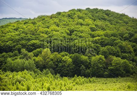 A Forest Landscape