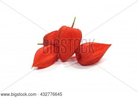 Alkekengi Physalis Peruviana Orange Fruit Alkekengi Physalis Peruviana Orange Fruit