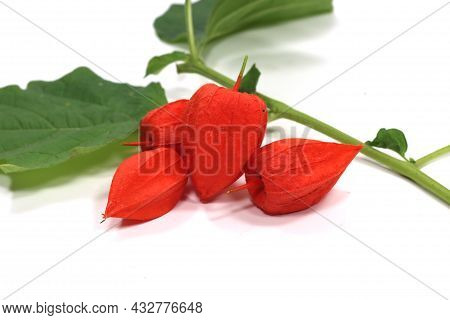 Alkekengi Physalis Peruviana Orange Fruit Alkekengi Physalis Peruviana Orange Fruit