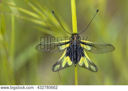 Owly Sulphur (libelloides Coccajus) Rare Insect Species Resting On Twig In Tuscany, Italy, April.