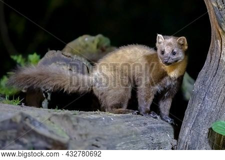 Pine Marten (martes Martes) On Trunk In Dark Circumstances In A Forest At Night. Wildlife Scene Of N
