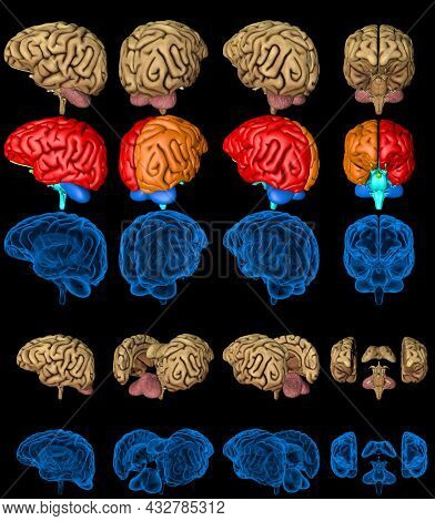 Set Of Isolated Brain Renders - Whole And Split With Rontgen Style Image And Highlighted Functional 