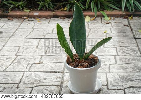 Green Samse-vieria In White Pot For House Garden Decoration