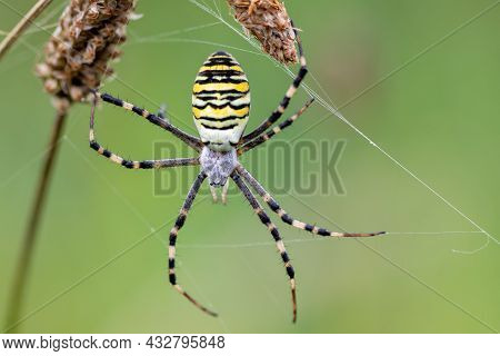 Argiope Bruennichi (wasp Spider) On Web
