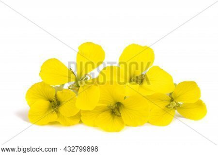 Yellow Wallflowers Isolated On A White Background