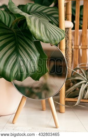 Potted Houseplant Calathea Orbifolia And Mirror In A Decorative Frame On The Table In Home Interior.
