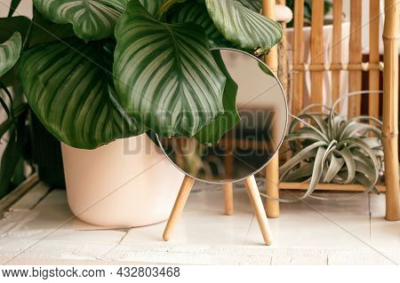 Potted Houseplant Calathea Orbifolia And Mirror In A Decorative Frame On The Table In Home Interior.