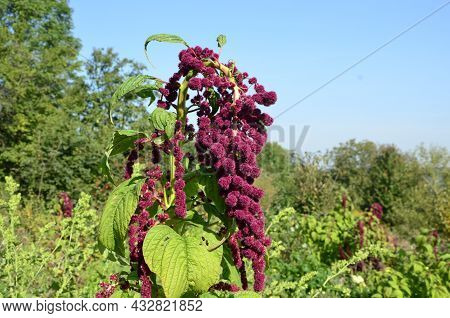 Amaranth Is Cultivated As Leaf Vegetables, Cereals And Ornamental Plants .