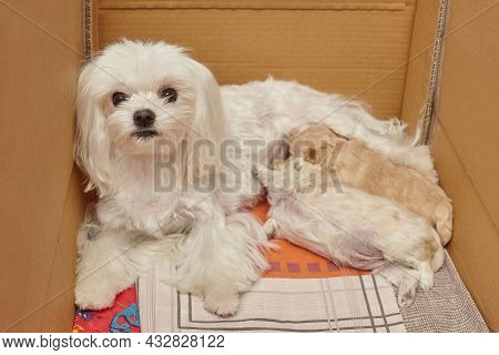 Small Maltipu Puppies Suck Milk From Their Mother.