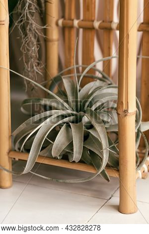 Tillandsia Xerographica In A Bamboo Stand.home Gardening.biophillia Design.urban Jungle.selective Fo