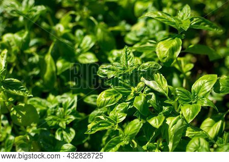 Sweet Basil Green Plants Grows In Garden. Botanical Name Is Ocimum Basilicum. Organic Basil Plant Re