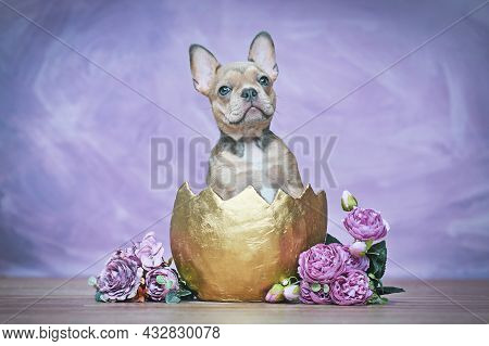 French Bulldog Dog Puppy Hatching Out Of Golden Egg Shell Next To Roses