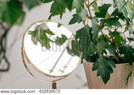 Potted Houseplant And Mirror In A Decorative Frame In Home Interior.biophillia Design.urban Jungle.s