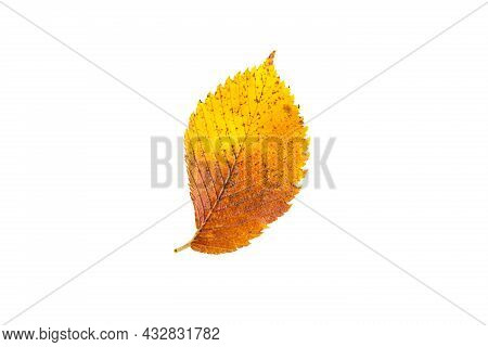 Yellow-red Fallen Autumn Leaf Of The Ulmus Elm On A White Background Is An Isolated