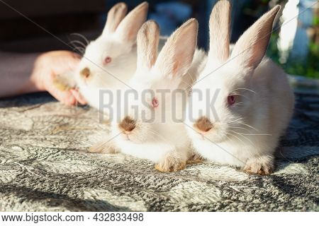 Three White Teenage Rabbits Lie On The Table. They Have Red Eyes.