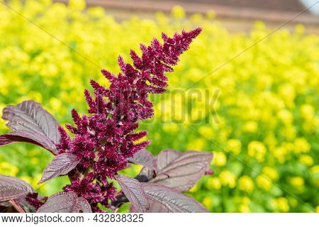 Prince Of Wales Feather (amaranthus Hypochondriacus) Plant