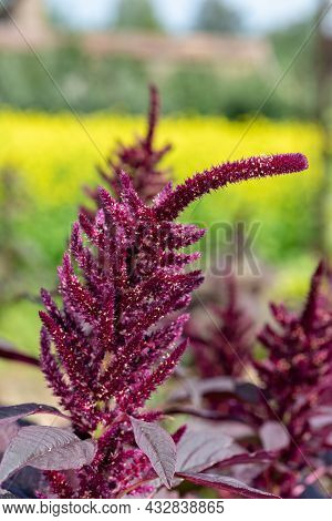 Prince Of Wales Feather (amaranthus Hypochondriacus) Plant
