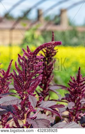 Prince Of Wales Feather (amaranthus Hypochondriacus) Plant
