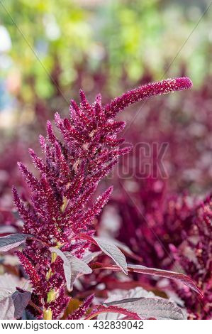 Prince Of Wales Feather (amaranthus Hypochondriacus) Plant