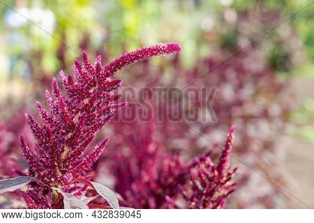 Prince Of Wales Feather (amaranthus Hypochondriacus) Plant