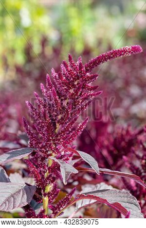 Prince Of Wales Feather (amaranthus Hypochondriacus) Plant