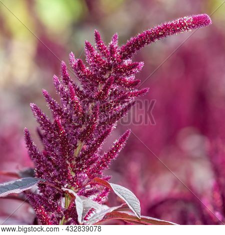 Close Up Of A Prince Of Wales Feather (amaranthus Hypochondriacus) Flower In Bloom