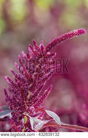 Prince Of Wales Feather (amaranthus Hypochondriacus) Plant