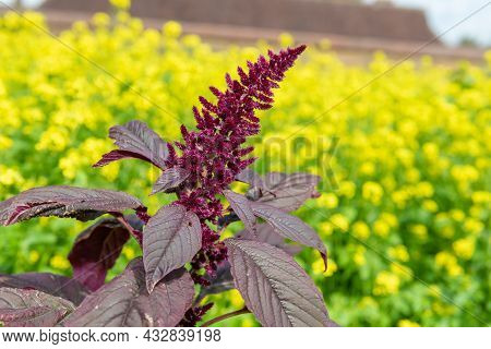 Close Up Of A Prince Of Wales Feather (amaranthus Hypochondriacus) Flower With A Yellow Background