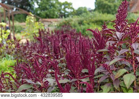 Prince Of Wales Feather (amaranthus Hypochondriacus) Plant