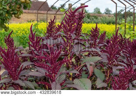Prince Of Wales Feather (amaranthus Hypochondriacus) Plant