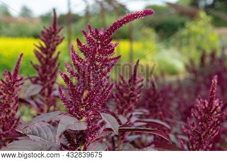 Prince Of Wales Feather (amaranthus Hypochondriacus) Plant