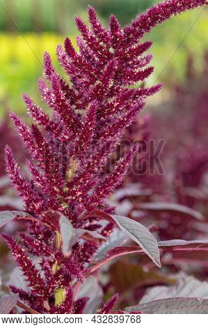 Prince Of Wales Feather (amaranthus Hypochondriacus) Plant