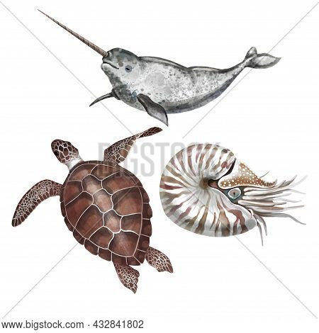 Watercolor Sea Turtle, Nautilus And Narwal. Isolated Illustration On A White Background