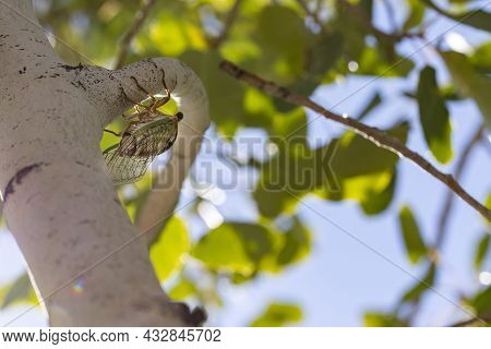 Mating Season For The Cicadas In Prescott Arizona Is On An Aspen Tree Chirping