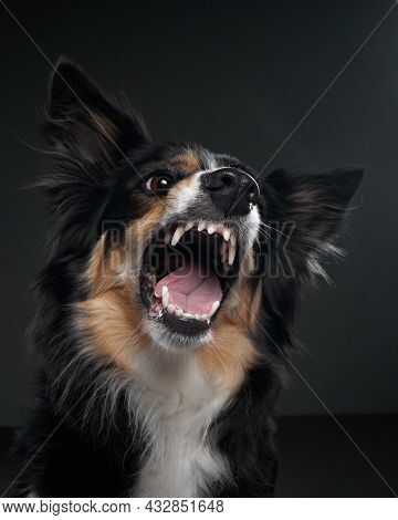 The Dog Snarls. Funny Expression On The Muzzle Of A Border Collie. Pet On A Black Background