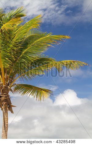 Palm tree