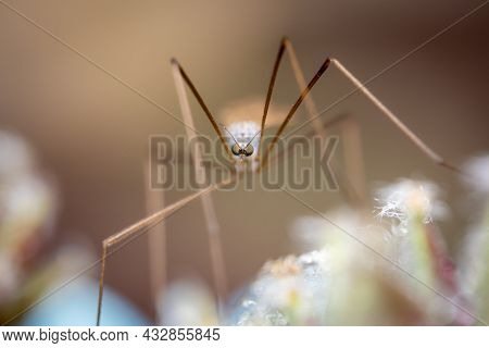 A Large Crane Fly Sitting On A Flower.