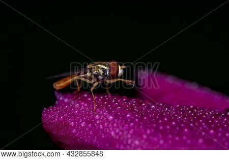 A Macro Shot Of A Hover Fly Sitting On A Pink Flower Peatl Against A Dark Green Background.
