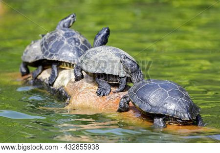 A Line Of Red-eared Slider Turtles Sunbathing. Stow Lake, San Francisco, California, Usa.