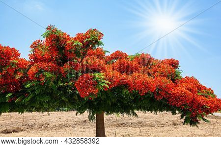 Festive bright orange blossom of a Royal Delonix or Fire Tree. Huge spreading crown of a picturesque tree. Apollonia Park, Israel. Mediterranean coast. 