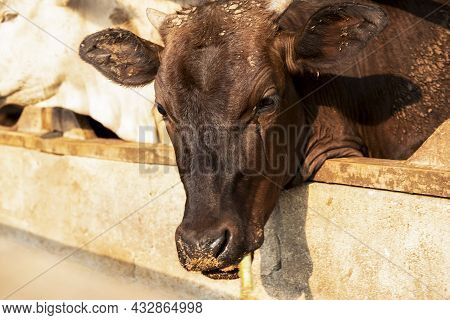 Wagyu - Japanese Shorthorn Portrait Of A Wagyu Cow With Sad Tears, A Wagyu Cattle Originating From J