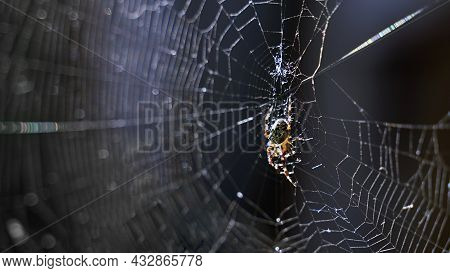 Spider In The Cobweb On Dark Background. Scary Halloween Concept With Copy Space.