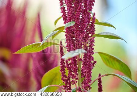 Indian Red Amaranth Plant Growing In Summer Garden. Leaf Vegetable, Cereal And Ornamental Plant, Sou